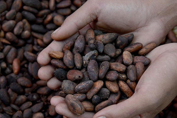 The Roots of Indonesian Cacao